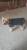 Корсеты и шейные бандажи для собак с проблемами позвоночника