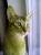 абиссинский кот вязка