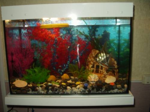 аквариум на 65 л с рыбками
