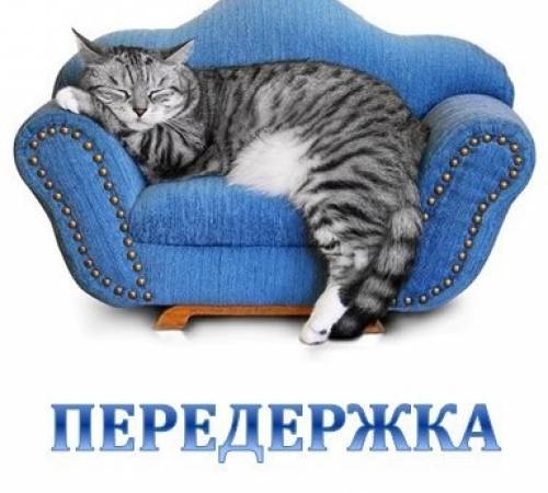 Передержка кошек в Красногорске 