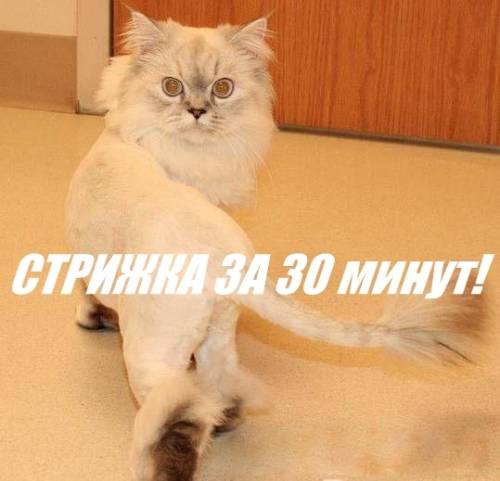 Стрижка кошек за 30 минут