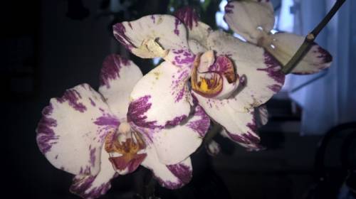 Орхидея фаленопсис редкая сортовая