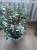 Продам комнатное растение Толстянка. (Денежное дерево) 10 лет 