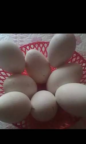 яйца гусиные свежие