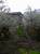 Земельный участок 3 сотки под ИЖС  В кореизе Ялта   с гаражом,забором и садом