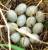Яйцо инкубационное утки  Башкирской цветной