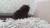 Продается черный плюшевый котик