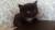 Продается черный плюшевый котик