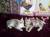 Шотландских котиков и кошечек красивых окрасов продаю недорого по летней цене