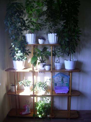 Полка – стеллаж для комнатных растений