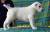 Продам щенков Среднеазиатской овчарки