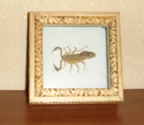Скорпион под стеклом