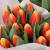 Голландские тюльпаны оптом 2017 для Улан-Удэ