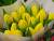 Голландские тюльпаны оптом 2017 для Улан-Удэ