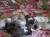 Продаются щенки Среднеазиатской овчарки (Алабай)