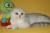 Продается котенок серебристая шиншилла