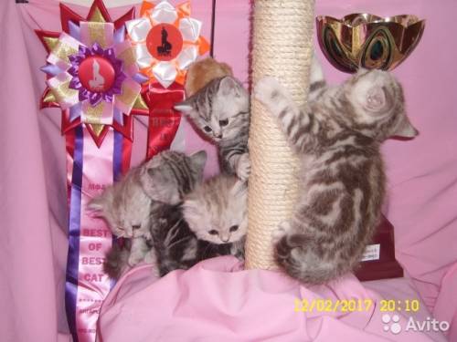 Шикарные британские котята (Вискас). Остались: 1 кошечка и 1 котик