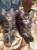 Коты мейн Кун,котята от Еврочемпиона