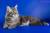 Коты мейн Кун,котята от Еврочемпиона