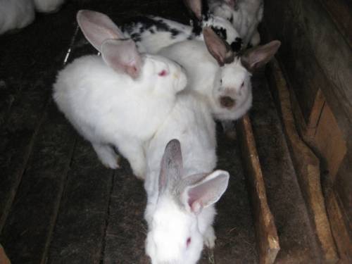 продаю крольчат в возрасте 2-х, 3-х, 4-х месяцев, породы великан белый и серый, 
