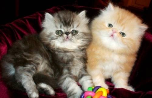 персидские 2 котика и кошечка