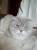 Голубоглазый шотландский кот на вязку