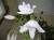 Кринум Мура - комнатное луковичное растение