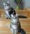 Чистокровные сибирские котята