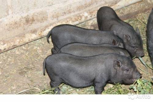 Поросят вьетнамской вислобрюхой свиньи 