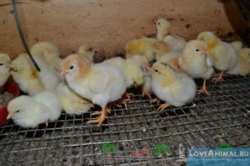 Продам цыплят яичной породы Ломан Браун