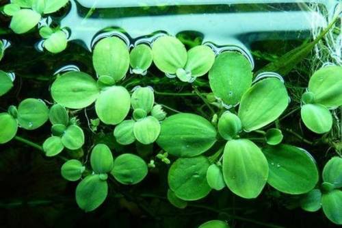 Пистия-аквариумное растение верхоплавка