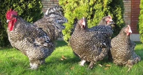 Продам цыплят Мехеленской кукушки и Гиганта-Джерси