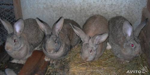 кролики  серого цвета