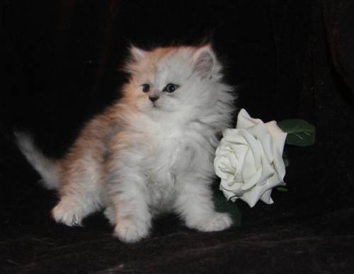 Персидские котята. Серебристая шиншилла - классик