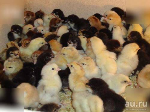 Продам цыплят суточных яично- мясных пород