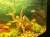 Рыбки пираньи две девочки 6лет миролюбивые травоядные живут в общем аквариуме с 