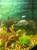 Рыбки пираньи две девочки 6лет миролюбивые травоядные живут в общем аквариуме с 