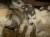 Продам щенков Аляскинского маламута в Великом Новгороде