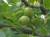 Зеленые грецкие орехи молочной спелости