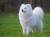 продается прекрасный белый щенок самоедской лайки