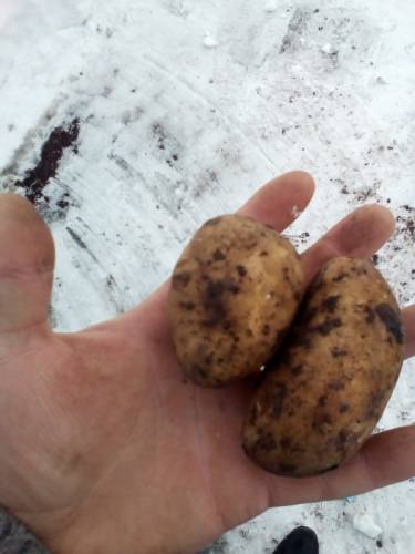 Семенной картофель оптом от 10 тонн 
