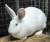 Продам кроликов породы белый великан