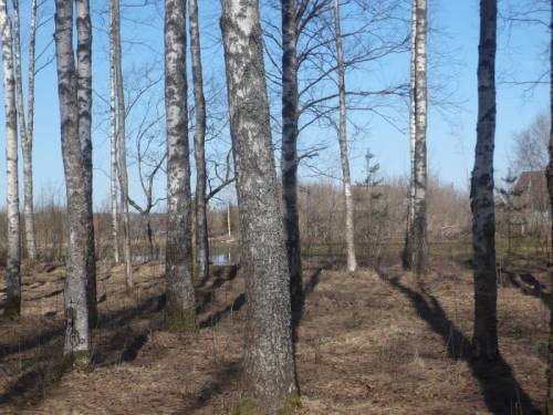 участок в новгородском районе.