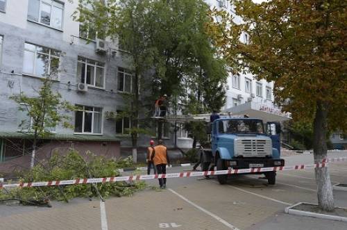 Удаление деревьев. Московская область