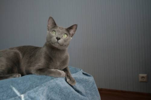 Котик Русской голубой породы