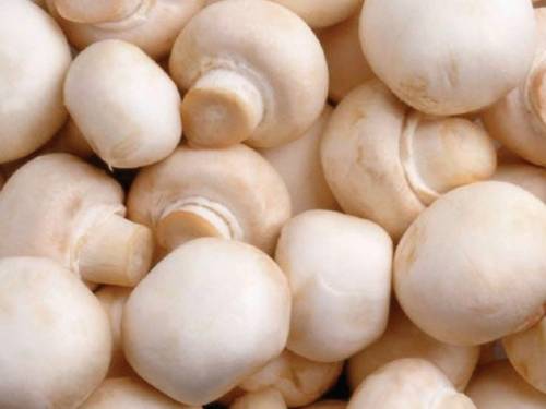 Домашние грибы шампиньоны – семена!