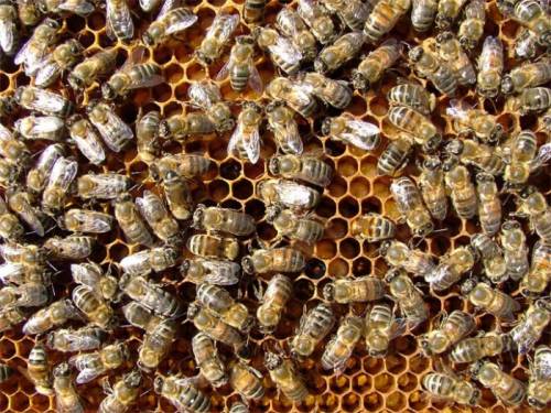 Продам семьи пчел