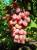 Вегетирующие cаженцы винограда