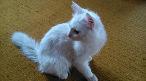 Отдам в добрые руки белого котика (8 месяцев)