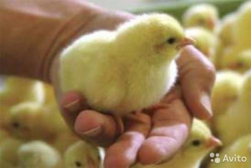 Яйцо инкубационное кур,гусей,цыплят,навоз куриный в мешках.